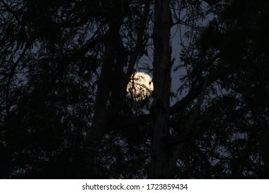 Moon view between two tree 