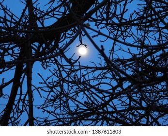 The moon viewed through tree branches