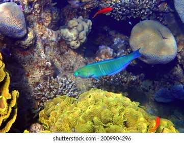 Moon Wrasse – Thalassoma Lunare. Belongs To The Family Labridae. Red Sea, Sinai, Middle East