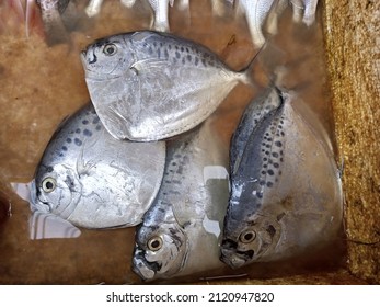 53 Mene fish Images, Stock Photos & Vectors | Shutterstock