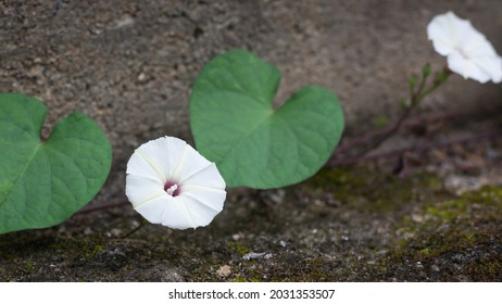 Moonflower Also Called Moon Vine Or Tropical White Morning Glory, Taken In Shallow Depth Of Field