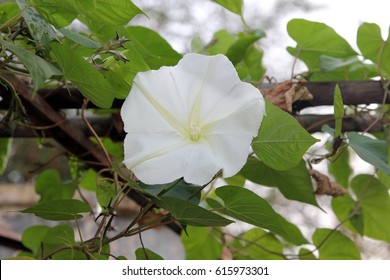 Moonflower (Ipomoea Alba L.) Blomming On Vine, Plants, Edible Flower, Garden.