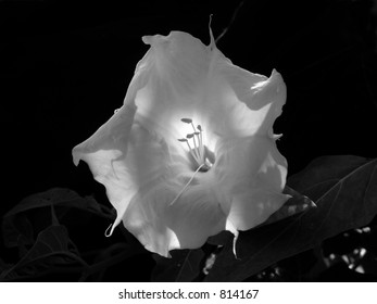 Moonflower Lily