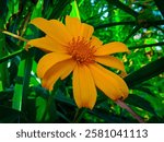 Moonflower, Mexican sunflower or paitan (Tithonia diversifolia), a type of plant that looks like a sunflower with yellow petals and an orange flower core.