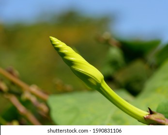 Moonflower Vine Bud, The Edible Fower ( Ipomoea Alba )