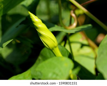 Moonflower Vine Bud, The Edible Fower ( Ipomoea Alba )