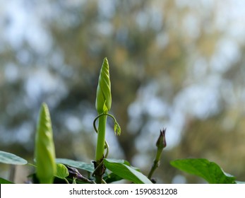 Moonflower Vine Bud, The Edible Fower ( Ipomoea Alba )