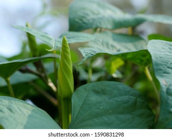 Moonflower Vine Bud, The Edible Fower ( Ipomoea Alba )