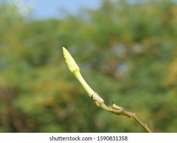 Moonflower Vine Bud, The Edible Fower ( Ipomoea Alba )