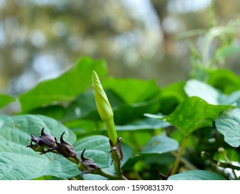 Moonflower Vine Bud, The Edible Fower ( Ipomoea Alba )