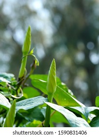 Moonflower Vine Bud, The Edible Fower ( Ipomoea Alba )