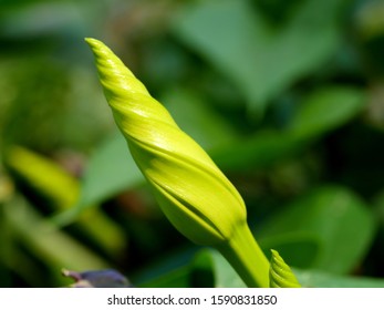 Moonflower Vine Bud, The Edible Fower ( Ipomoea Alba )