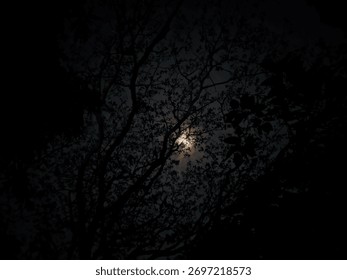 Moonlight Filtering Through the Dense Tree Canopy