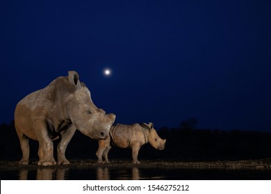 The Moonlight Rhino and Baby