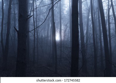 Moonlight Through Creepy Forest