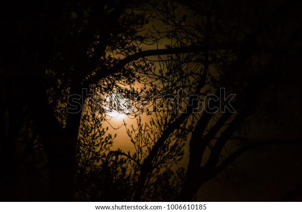 moonlight through trees stock photo edit now 1006610185 shutterstock