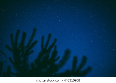 Moonlight and tree