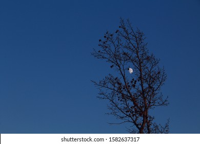 Moon Between Branches Images Stock Photos Vectors Shutterstock