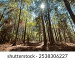 Moonshine Creek Trail at San Felasco Hammock Preserve State Park, Florida