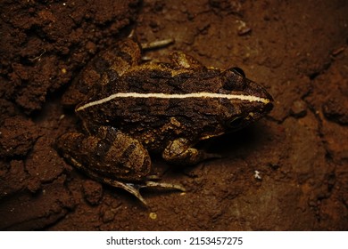 The moor frog is a kind of medium-sized frog belonging to the Dicroglossidae tribe. This frog is widespread from India in the west, Japan in the north, the Indonesian archipelago in the west to Flores