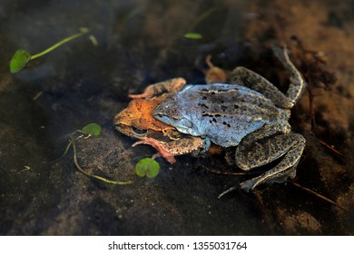 Moor Frog - Rana Arvalis