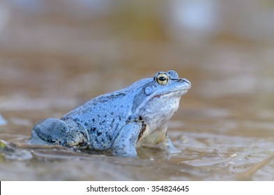 Moor Frog, Rana Arvalis