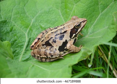 Moor Frog (Rana Arvalis)