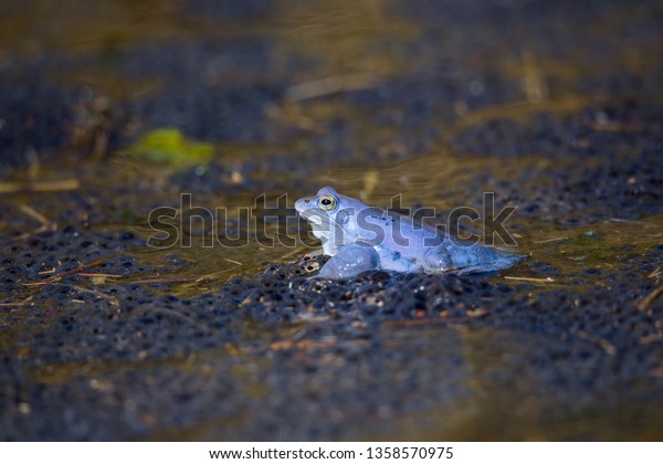 Moor Frog - Rana arvalis - blue frog in pond in\
meting season