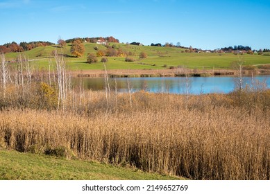 Moor Lake Riegsee With Reed Grass, Rural Bavarian Landscape In Autumn