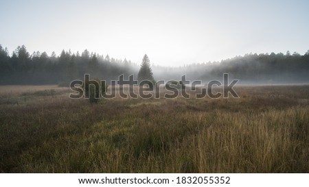 moor landscape in the fog in the landscape protection area The nature reserve Kirchspielwald-Ibacher Moos in southern germany,  is a significant moor area nationwide with numerous endangered animal an