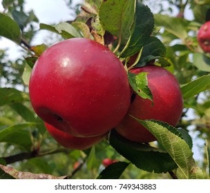 Moor Red, Apple, Malus, Domestica