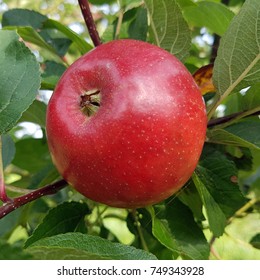 Moor Red, Apple, Malus, Domestica