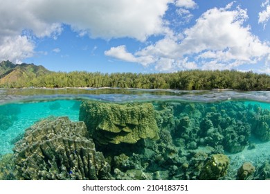 Moorea - French Polynesia. translucent lagoon with fish 