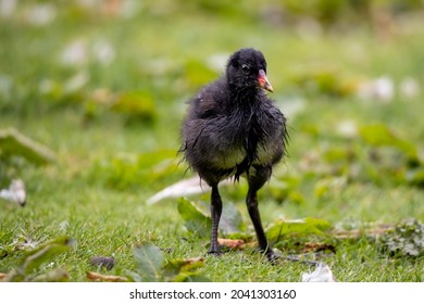 Moorhen chick out of the water against green grass background