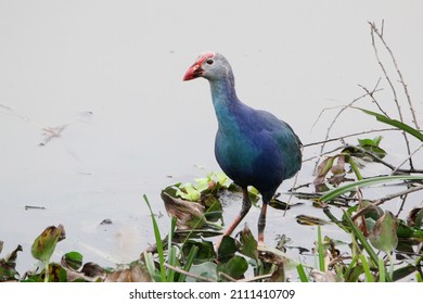The moorhen is a distinctive species, with dark plumage apart from the white undertail, yellow legs and a red frontal shield. The young are browner and lack the red shield. 