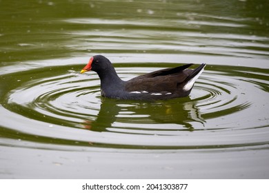 Moorhen in pond setting with water ripples