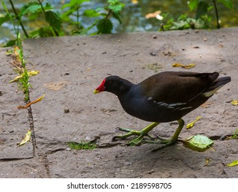 female moorhen