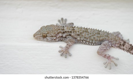 House Lizardcommon Frilly Gecko Garnots House Stock Photo (Edit Now ...