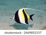 A moorish idol swimming in the ocean over sandy bottom, Oahu, Hawaii. 