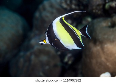 Moorish Idol, Zanclus Cornutus