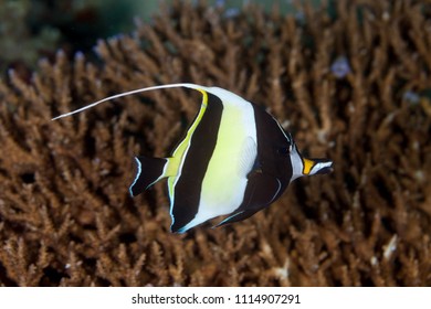 Moorish Idol, Zanclus Cornutus