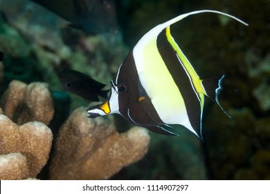 Moorish Idol, Zanclus Cornutus