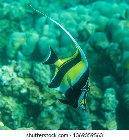 Moorish Idol; Zanclus Cornutus