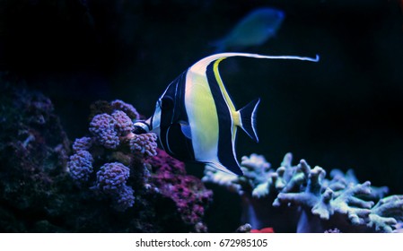 Moorish Idol (Zanclus Cornutus)