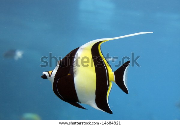 Moorish Idol Zanclus Cornutus Swimming Over Stock Photo (Edit Now) 14684821