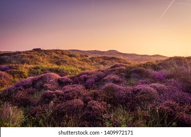 Moorland Dunes Of Texel National Park