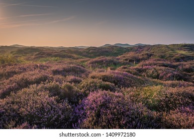 Moorland Dunes Of Texel National Park