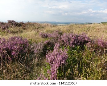 Moorland Flowering Heather.