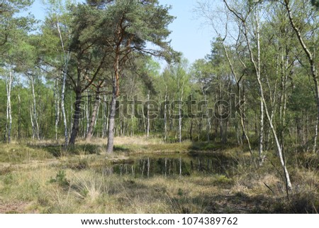 Similar – Moorland landscape with lake, grasses, trees and bizarre branches in water with reflection