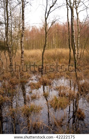 Similar – Moorland landscape with lake, grasses, trees and bizarre branches in water with reflection